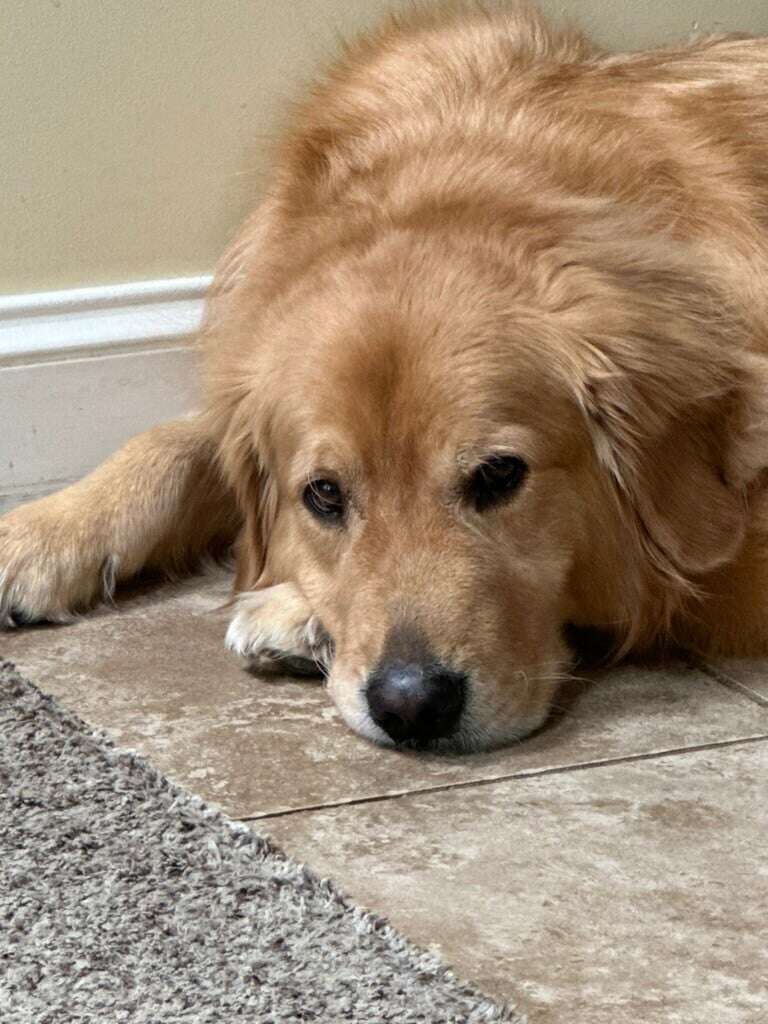 Sad Dog Starr